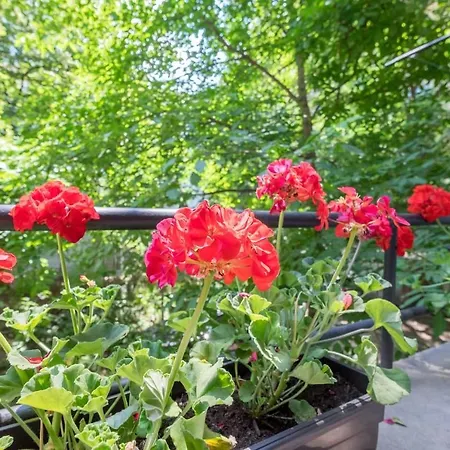 Your Perfect Place To On Vitosha Str Apartment Sofia